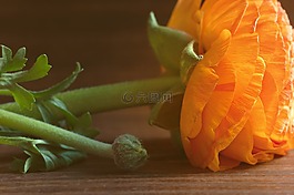毛茛屬植物,花,橙