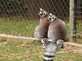 狐猴,動物園,動物
