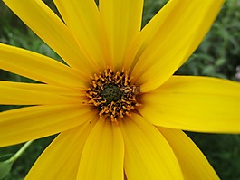 花園,花,黃色