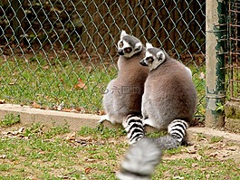 狐猴,動物園,動物