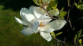 magnolieblomst,開花的玉蘭樹,圣j?rgens公園歐登塞