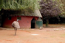 動(dòng)車組,大鳥,動(dòng)物園
