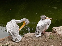 鵜,水,鳥