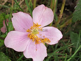 花,紫,花園