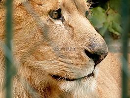 獅子,動物園,大貓
