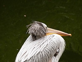 鵜,動(dòng)物園,水