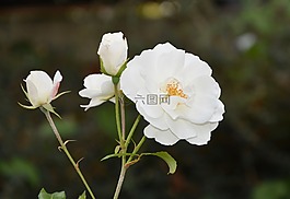 白玫瑰,按鈕,鮮花