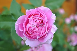 波蘭村,鮮花,性質(zhì)