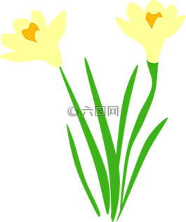 喇叭花,水仙,植物區(qū)系