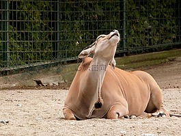 羚羊,動(dòng)物,動(dòng)物園
