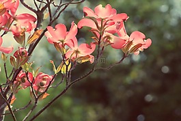 花,羅莎,顏色