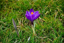 藏紅花,花,開花