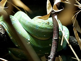 蛇,爬行動(dòng)物,動(dòng)物園