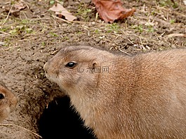 草原土撥鼠,動物,滅鼠