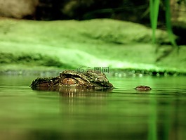 鱷魚,危險,爬行動物