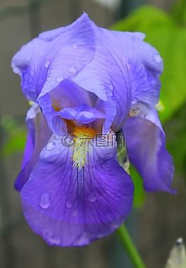 鮮花,藍(lán)色,春