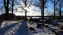 橡樹,冬天,雪