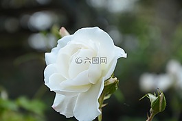 白玫瑰,花,提供