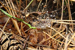 滴,蜘蛛網(wǎng),錐