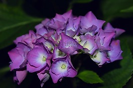 繡球,紫,花瓣