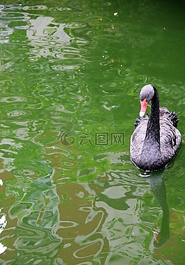 動物,天鵝,黑色