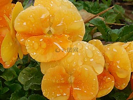 三色堇,中提琴,花