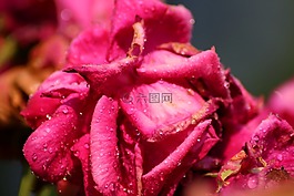 罗莎,雨,芽