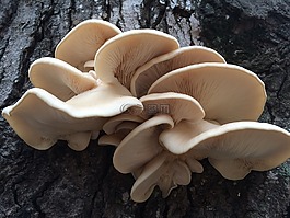 蘑菇,雨后,老橡樹真菌