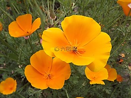 鮮花,黃色花,黃色的花