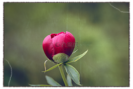 牡丹,開(kāi)花,粉紅色