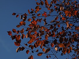 葉子,紅色,秋季