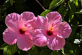 粉紅色的芙蓉,花,花的