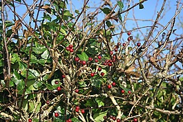 植被,漿果,秋