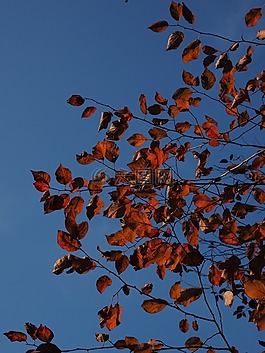 葉子,紅色,秋季