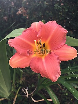 鮮花,花園,粉紅色