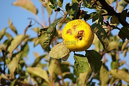 蘋果,蘋果滑稽,搞笑