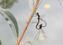 蜻蜓,昆蟲,池塘