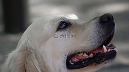 拉布拉多,狗,犬