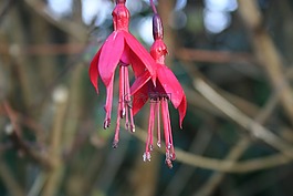 倒掛金鐘,紅色,鮮花