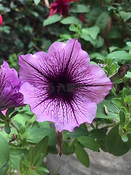花園,鮮花,花瓣