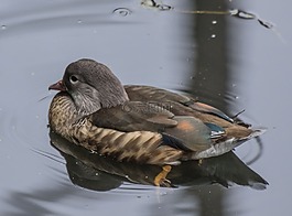 鳥,普通話,鴨