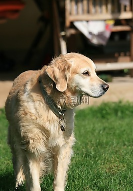 金毛獵犬,狗,寵物