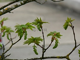 盛開,樹,春天