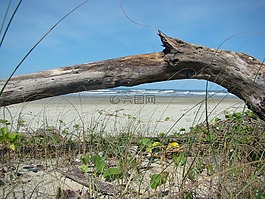 樹干,海灘,mar