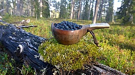 藍(lán)莓,kuksa,苔