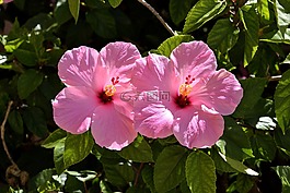 粉紅色的芙蓉,花,花的