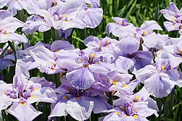 虹膜,鮮花,6 月