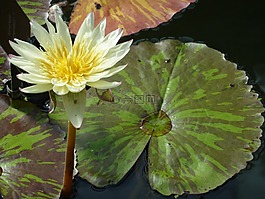 水百合,開花,白