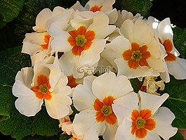 鮮花,束鮮花,關(guān)閉