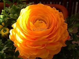 開花,橙,關(guān)閉